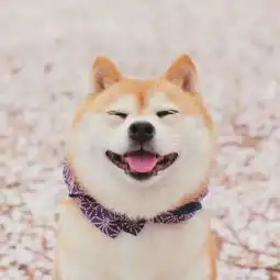 sufe大百科你想了解的问题,这里都有
