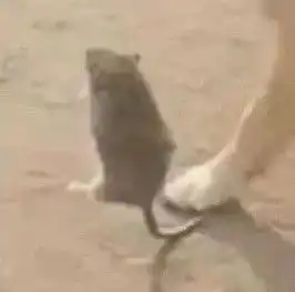头像沙雕情头来啦
