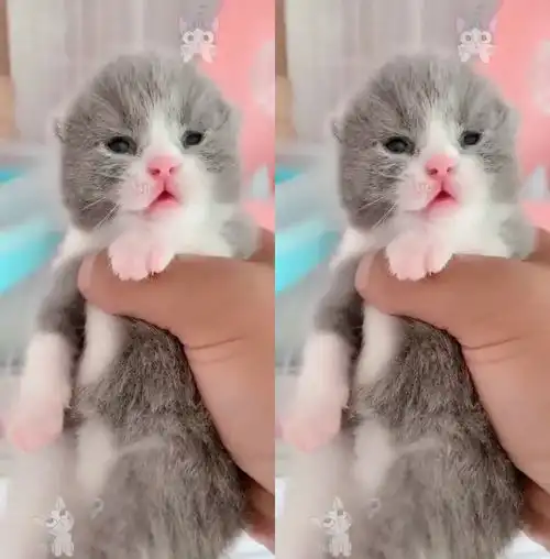 如此可爱的小奶猫,竟被主人这样对待,网友,不想养可以送我
