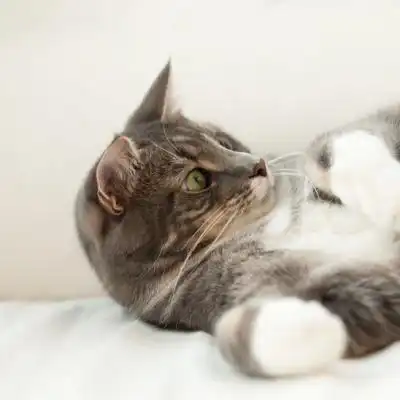 可爱的猫咪头像,慵懒可爱的猫咪图片
