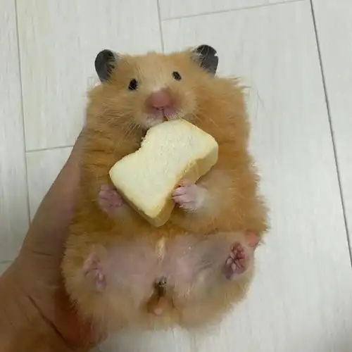 这么萌你是想骗我养仓鼠吧
