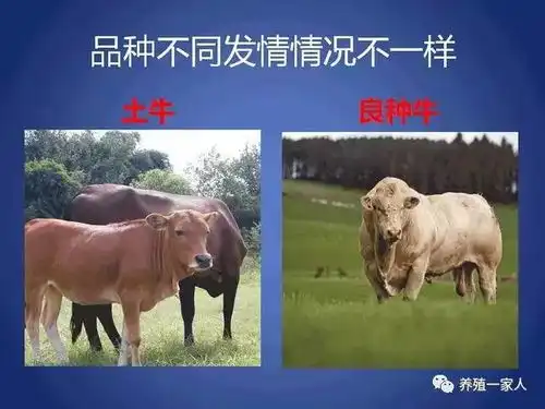 母牛下牛犊后,不发情怎么办4个办法轻松搞定
