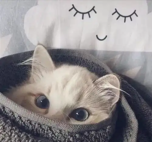 心理测试哪个猫咪最可爱,测你会被那种异性打动
