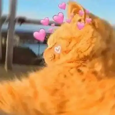 猫咪情头一对两张可爱打架2020猫咪情侣头像一左一右高清
