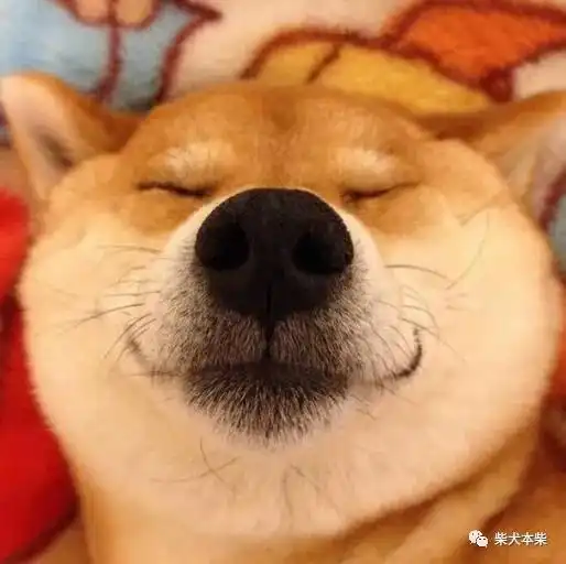 天津柴犬价格多少钱
