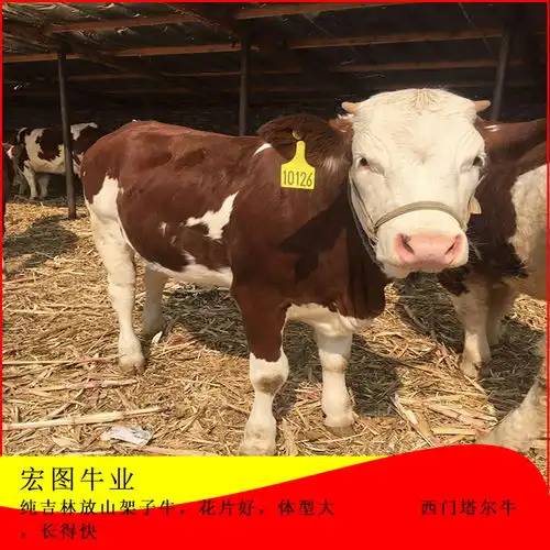 三四百斤西门塔尔牛小母牛价钱