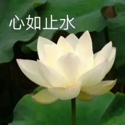 四川女子微信头像图鉴
