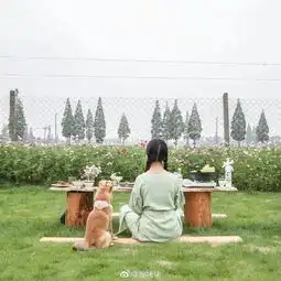 19岁姑娘爆改农村平房,3人1犬,10亩花田,美成了宫崎骏动画生活
