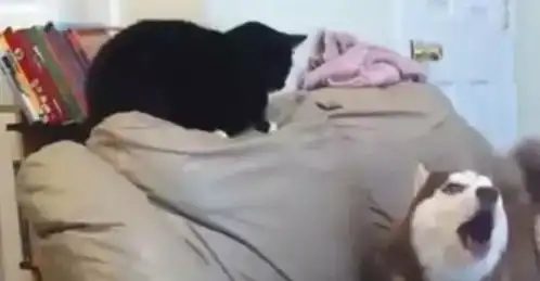 二哈半夜爱嚎叫,猫咪一巴掌打去,秒变受委屈的小媳妇儿
