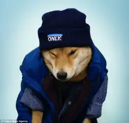 4岁柴犬菩提穿出时髦成大牌签约模特