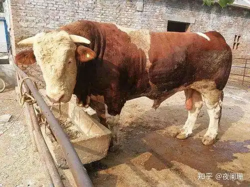 西门塔尔牛是肉用品种吗其实他不是,而且它的类型很多