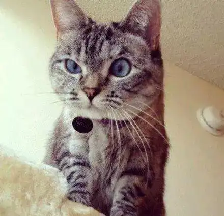 猫咪版情侣头像来啦,赶紧保存吧
