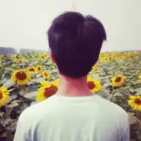 向日葵开满田野

