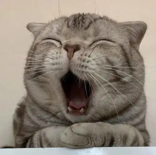 村口大妈们造谣,说我家猫是老母猪生的
