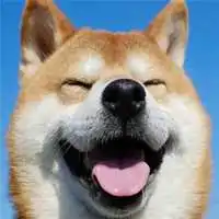柴犬恋人头像2021新款,情侣头像图片
