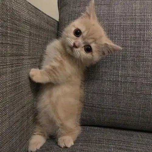 可爱的小猫真是一点都抵挡不住呀
