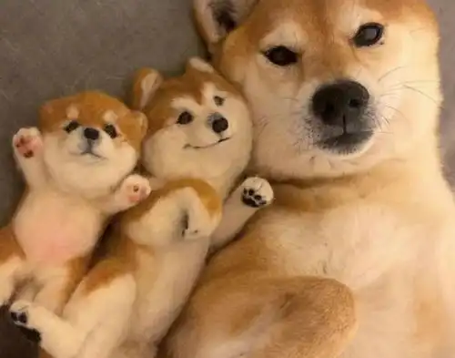 三只柴犬中混进了两只假的,三秒内能把它找出来的是大神
