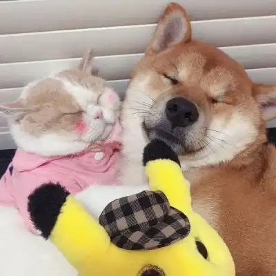 动物情侣头像猫狗一对非常可爱的猫狗情侣头像大全
