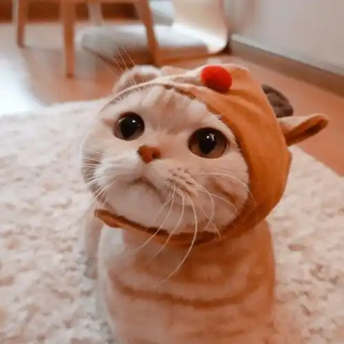 历史回顾网红猫咪橘猫沙梨情侣头像
