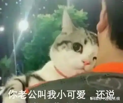 情人节里有猫陪的男生,还要女朋友干嘛
