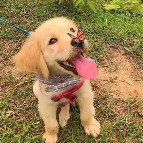 萌宠头像丨你可以没有爱情
