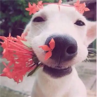 朋友圈发结婚证婚纱照都用什么文案,这些句子收藏起来以后用
