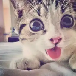 猫咪搞怪头像来一波
