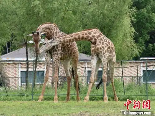 动物园小情侣发甜瓜成双入对摸头杀
