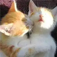 情侣小猫头像图片大全可爱萌小猫情侣头像一左一右
