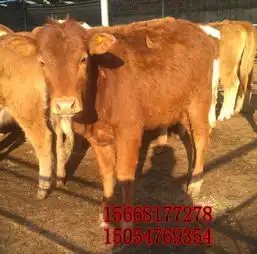 贵州夏洛莱种公牛多少钱