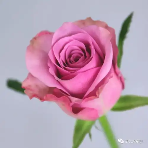 新品种热下的各种乱象
