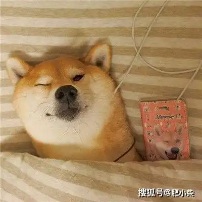 柴犬好养吗柴犬适合上班族养吗
