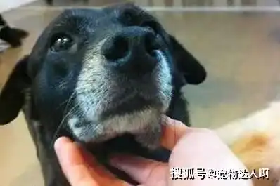 在你摸狗狗下巴时,在它眼里,其实代表这些意思
