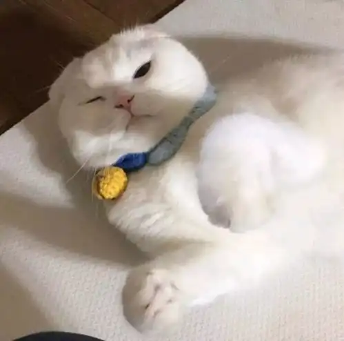 有没有好看的猫咪壁纸或头像

