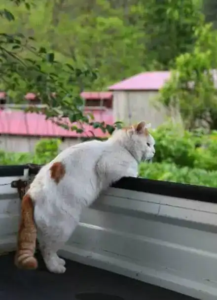 单身猫的情人节,闻者伤心见者流泪
