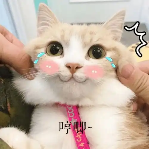 真相预警听说你也是这样的双标汪
