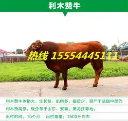 蚌埠现在养牛吃什么草料
