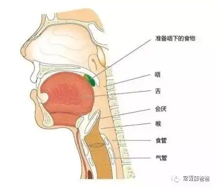 春节免不了吃吃吃,如何避免孩子祸从口入这些异物入喉的急救办法要牢记
