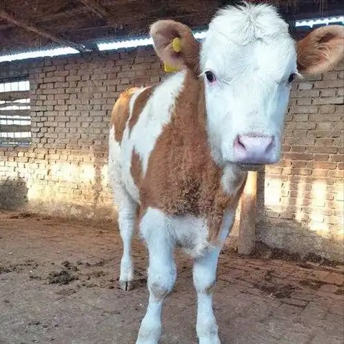 华牧养殖资讯养殖户怎么挑选小牛犊数十年经验的养牛户这样选