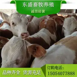 肉牛育肥饲养的重要技术要点
