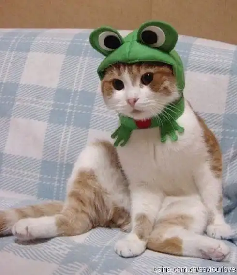 猫咪演绎爆笑生活简直是枚开心果
