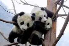 史上最寂寞熊猫哥看的不是天空是寂寞太可爱了
