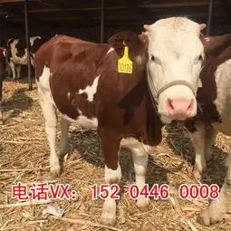 河南西门塔尔养牛场吉林省养牛基地