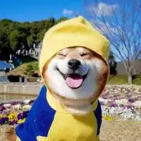 微笑柴犬情侣头像图片微信头像图片大全
