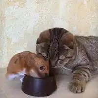 猫和仓鼠情侣头像微信头像图片大全
