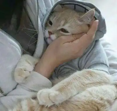 若你有这几个特征,就说明你是吸猫体质
