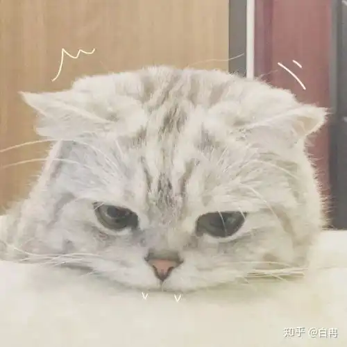 猫咪日记
