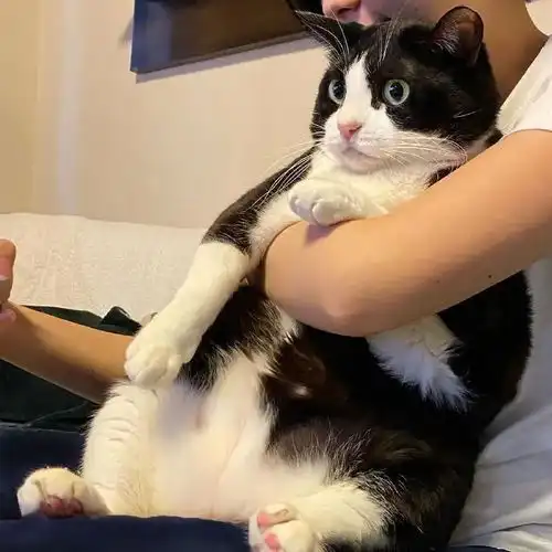 一只憨憨傻傻的奶牛猫,太可爱了
