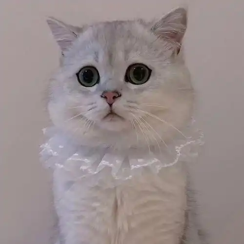 有没有可可爱爱的猫咪闺蜜头像或者猫咪情侣头像
