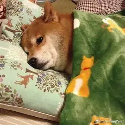 大王搞笑170513游戏玩家鄙视生态链
